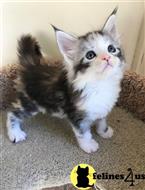 maine coon kitten posted by wyatt_harp