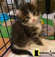 maine coon kitten posted by wyatt_harp