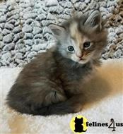 maine coon kitten posted by wyatt_harp