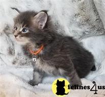 maine coon kitten posted by wyatt_harp