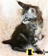 maine coon kitten posted by wyatt_harp
