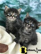 maine coon kitten posted by wyatt_harp