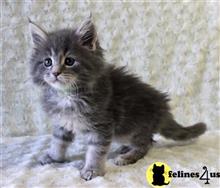 maine coon kitten posted by wyatt_harp