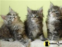 maine coon kitten posted by wyatt_harp