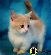 munchkin kitten posted by wyatt_harp