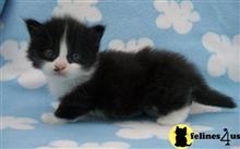 munchkin kitten posted by wyatt_harp