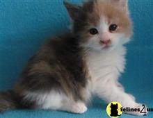 munchkin kitten posted by wyatt_harp