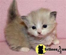 munchkin kitten posted by wyatt_harp