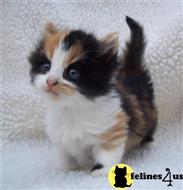 munchkin kitten posted by wyatt_harp