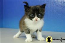 munchkin kitten posted by wyatt_harp