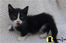 munchkin kitten posted by wyatt_harp