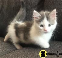 short legged munchkin kittens for sale