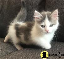 Munchkin Kittens For Sale In California