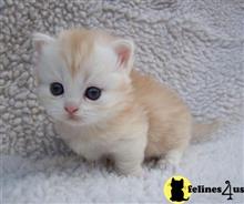 munchkin kitten posted by wyatt_harp