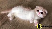 munchkin kitten posted by wyatt_harp