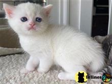munchkin kitten posted by wyatt_harp