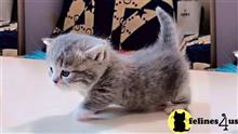 munchkin kitten posted by wyatt_harp