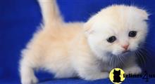munchkin kitten posted by wyatt_harp