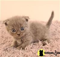 munchkin kitten posted by wyatt_harp