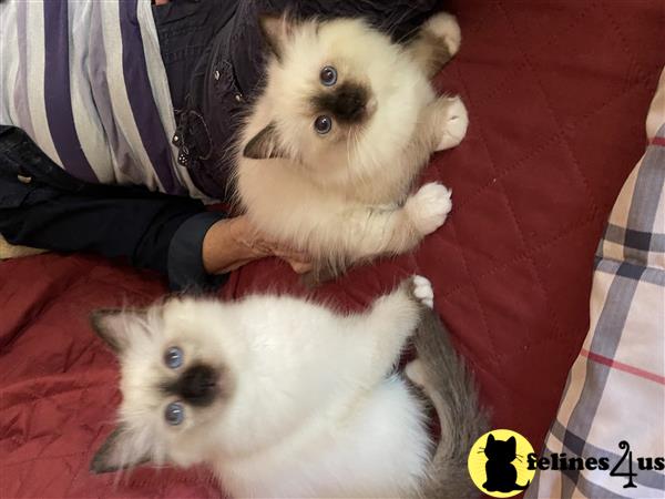 Birman kitten for sale