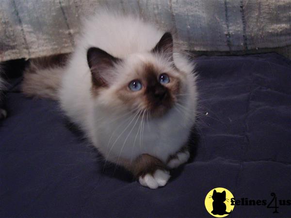 Birman kitten for sale