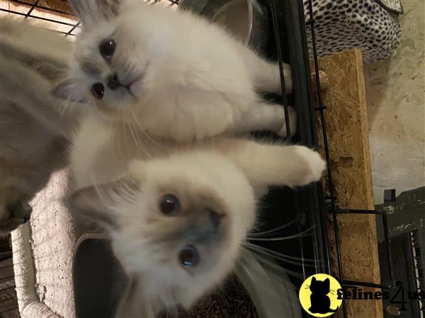 Birman kitten for sale