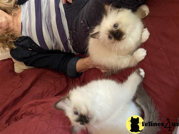 Birman kitten for sale