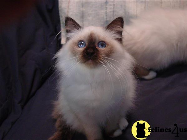 Birman kitten for sale