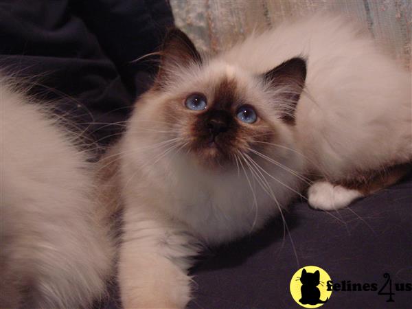 Birman kitten for sale