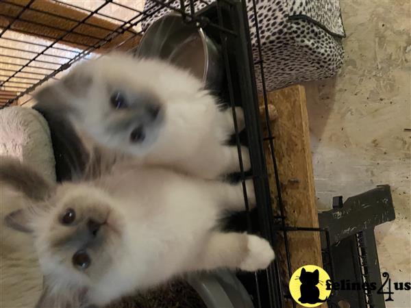 Birman kitten for sale