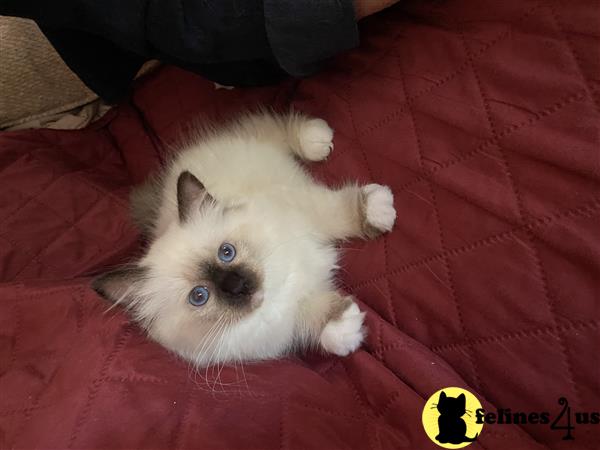 Birman kitten for sale