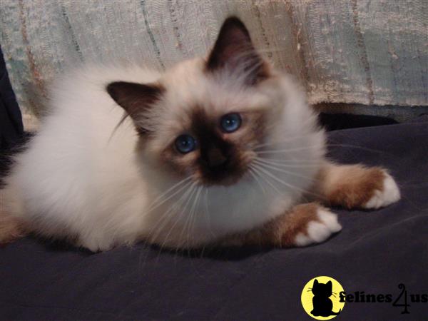 Birman kitten for sale