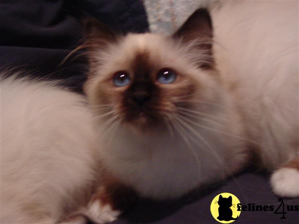 Birman kitten for sale