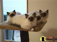 birman kitten posted by surmichaels