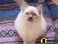 birman kitten posted by surmichaels
