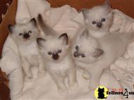 birman kitten posted by surmichaels