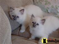 birman kitten posted by surmichaels