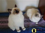 birman kitten posted by surmichaels