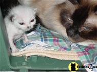 birman kitten posted by surmichaels