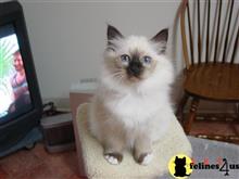 birman kitten posted by surmichaels