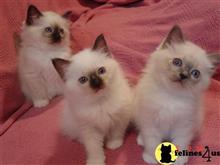 birman kitten posted by surmichaels