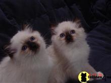birman kitten posted by surmichaels