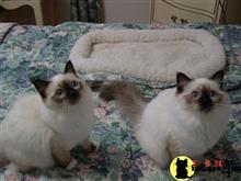 birman kitten posted by surmichaels