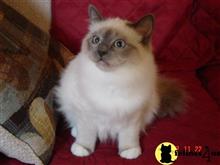 birman kitten posted by surmichaels