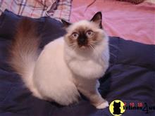 birman kitten posted by surmichaels