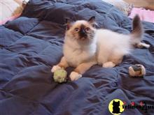 birman kitten posted by surmichaels