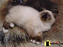 birman kitten posted by surmichaels