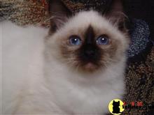 birman kitten posted by surmichaels