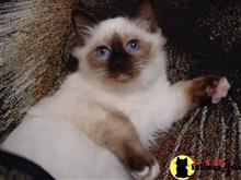birman kitten posted by surmichaels
