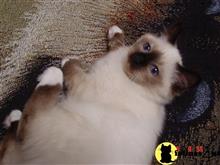 birman kitten posted by surmichaels